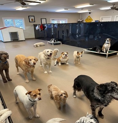 One of the  Doggy Play Day Stay Areas watching the Professional Monitors in with them  